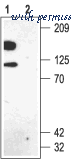 Alomone Labs APC-012 image 3