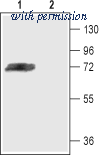 Alomone Labs APC-017 image 1