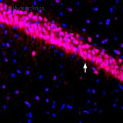 Alomone Labs APC-017 image 2