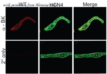 Alomone Labs APC-021 image 3