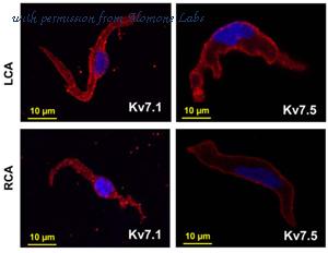 Alomone Labs APC-022 image 2