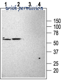 Alomone Labs APC-024 image 1