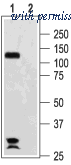 Alomone Labs APC-030 image 1