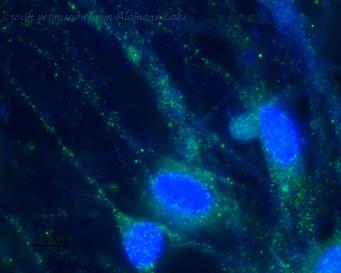 Alomone Labs APC-030 image 3