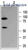 Alomone Labs APC-051 image 1