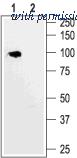 Alomone Labs APC-056 image 1