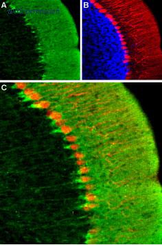 Alomone Labs APC-056 image 2