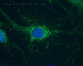 Alomone Labs APC-056 image 3