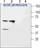 Alomone Labs APC-123 image 1