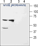 Alomone Labs APC-123 image 3