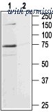 Alomone Labs APR-004 image 1