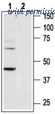 Alomone Labs APR-011 image 1