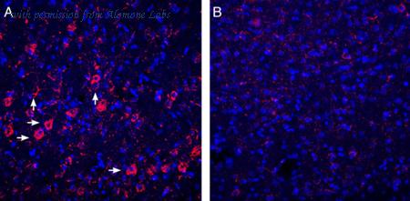 Alomone Labs APR-011 image 2