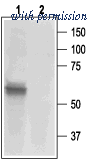 Alomone Labs APR-016 image 1