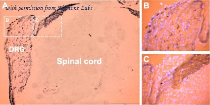 Alomone Labs APR-016 image 2