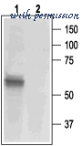 Alomone Labs APR-016 image 3