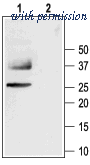 Alomone Labs AQP-001 image 1