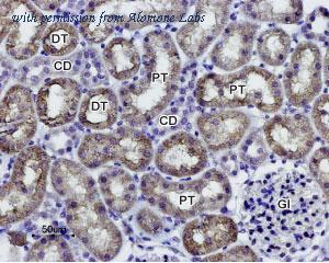 Alomone Labs AQP-001 image 2