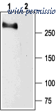 Alomone Labs ASC-002 image 1