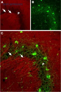 Alomone Labs ASC-002 image 2
