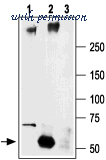Alomone Labs ASC-002 image 3