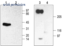 Alomone Labs asc-007 image 1
