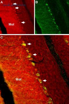 Alomone Labs asc-007 image 3