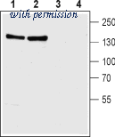 Alomone Labs anx-011 image 1