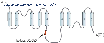 Alomone Labs anx-011 image 3