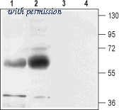 Alomone Labs agc-021 image 1