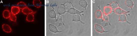 Alomone Labs agc-021 image 3