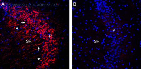 Alomone Labs ACC-009 image 2