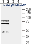 Alomone Labs ACC-009 image 3
