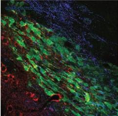 Alomone Labs ALM-051 image 2