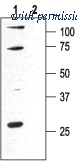 Alomone Labs APC-039 image 1