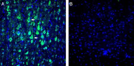 Alomone Labs APC-039 image 2