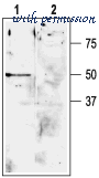 Alomone Labs APC-044 image 3