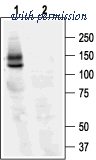 Alomone Labs APC-062 image 1