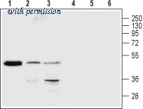 Alomone Labs APR-021 image 1