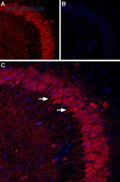 Alomone Labs APR-021 image 2