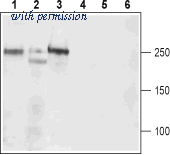 Alomone Labs ACC-311 image 1
