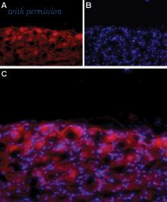 Alomone Labs ACC-311 image 2