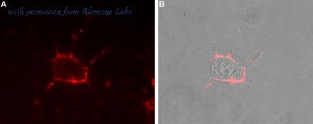 Alomone Labs ACC-311 image 3