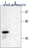 Alomone Labs APC-003 image 1