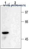 Alomone Labs APC-003 image 2