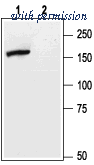 Alomone Labs AGC-007 image 1