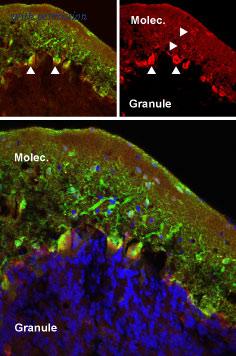 Alomone Labs AGC-007 image 2