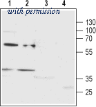 Alomone Labs APR-020 image 1