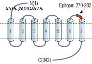 Alomone Labs APR-020 image 2