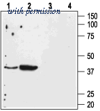 Alomone Labs AAR-011 image 1